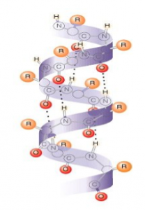 タンパク質,２次構造,αヘリックス構造